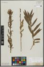 Foto von Salix purpurea L. x Salix viminalis L.